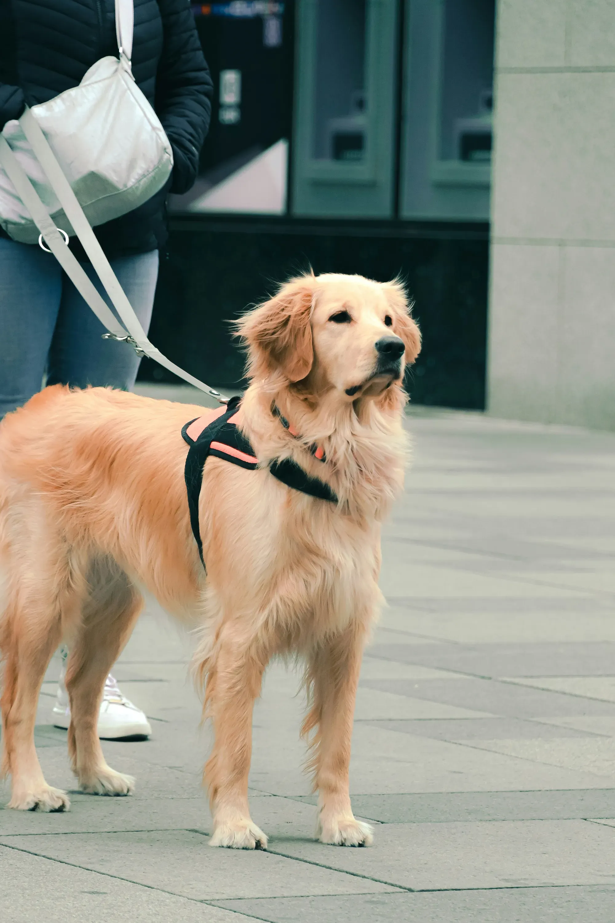 WAGS AND WALKS ADOPTION POP-Up